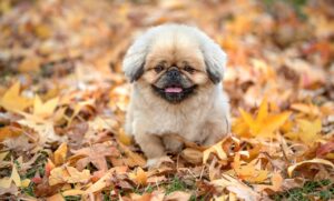 パターが入らない時の悩みを解決する方法は？